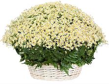 Цветочная композиция из Ромашки в корзине #REPLACE_PRED# Сулаке